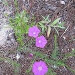 Ipomoea capillacea Hábito