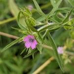 Geranium dissectum 花