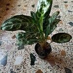 Aglaonema pictum Feuille