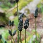 Plantago atrata Flower