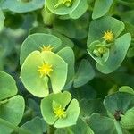 Euphorbia segetalis Flower