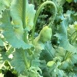 Papaver somniferum Blad