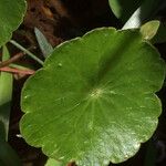 Hydrocotyle incrassata Leaf