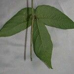 Dalechampia websteri Otro