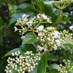 Viburnum costaricanum