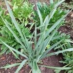 Eryngium yuccifolium Blatt