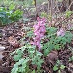 Corydalis cava 花