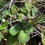 Globularia bisnagarica Frunză