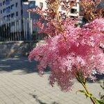 Filipendula rubra Flower