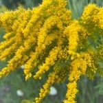 Solidago canadensisFlor