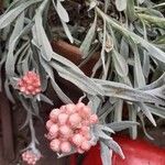 Helichrysum monogynum Květ