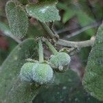 Acalypha urophylla