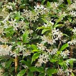 Trachelospermum jasminoidesVirág