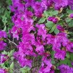 Rhododendron simsii Flower