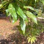 Quercus acutissima Φύλλο