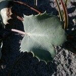 Eryngium maritimumLeaf