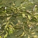 Potamogeton lucens 整株植物