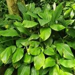 Spathiphyllum cannifolium Habit