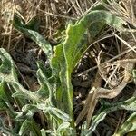 Matthiola sinuata 葉