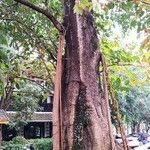 Ficus altissima Celota