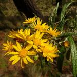 Senecio cinerarioides