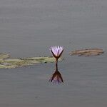 Nymphaea micrantha Kwiat