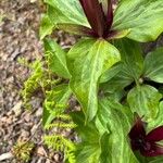 Trillium sessile Levél