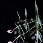 Macroclinium wullschlaegelianum Flower