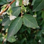 Lonicera fragrantissima Leaf