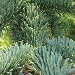 Abies procera Leaf