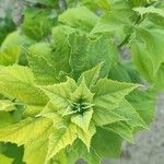 Hibiscus palustris Leaf