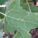 Chenopodium quinoa Folio