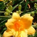 Hemerocallis lilioasphodelus Floare