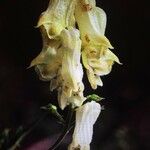 Aconitum lycoctonum Flor