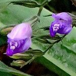 Hygrophila corymbosa Flower