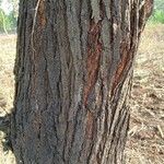 Vachellia etbaica Casca