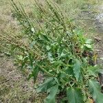 Rumex conglomeratus Habit