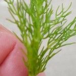 Myriophyllum verticillatum Hoja