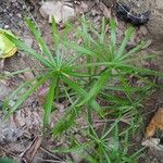 Cyperus alternifolius Leaf