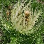 Cirsium spinosissimumFlower