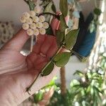 Hoya lacunosa Blomma