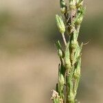 Veronica tenuifolia फल