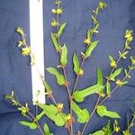 Triumfetta bogotensis Diğer