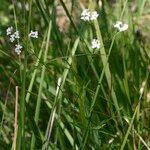 Asperula tinctoria 整株植物