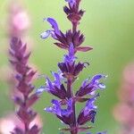 Salvia nemorosa Квітка