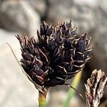 Carex parviflora Fruto