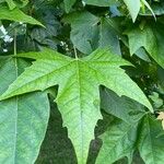 Platanus orientalis Leaf