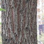 Quercus castaneifolia Bark