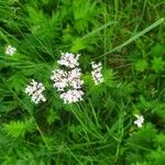 Valeriana officinalisFlower