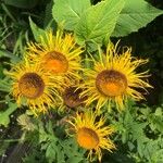 Inula heleniumFlors